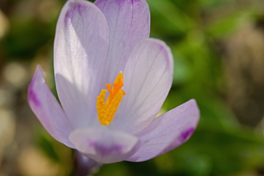 how_to_grow_gold-saffron