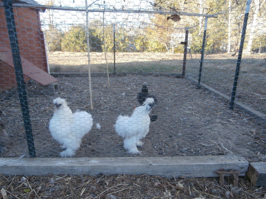 keeping_chickens_in_your_urban_farm-chicken_coop